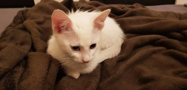 Garip Gözlü Beyaz Khao Manee Kedi Yavrusu Heterokromi — Stok fotoğraf