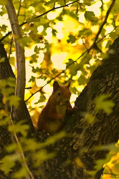 かわいいです小さな赤いリスチューインナッツとスパイから高いアップ上の木で覆われて明るい黄色の葉 — ストック写真