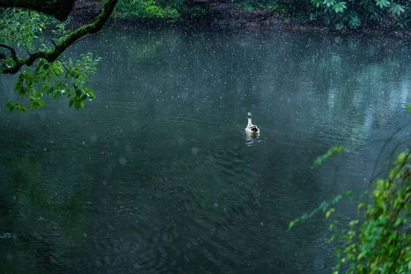 Foco Seletivo Pato Corredor Indiano Uma Lagoa Durante Chuva Parque — Fotografia de Stock