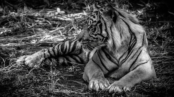 Gråskala Bild Sumatran Tiger Det Vilda — Stockfoto
