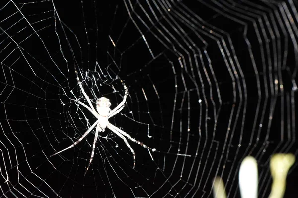 Eine Nahaufnahme Einer Argiope Keyserlingi Spinne Netz Mit Dunklem Hintergrund — Stockfoto
