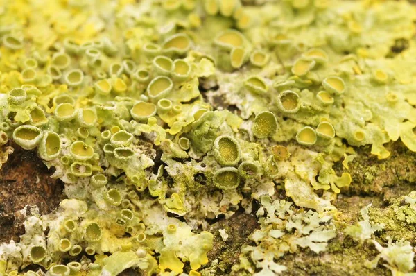 Closeup Growing Xanthoria Parietina Lichen — Stock Photo, Image