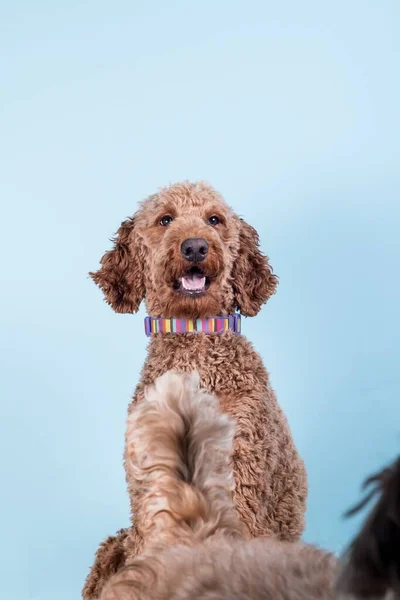 Portrait Beautiful Red Brown Poodle Blue Wall — Stock Photo, Image
