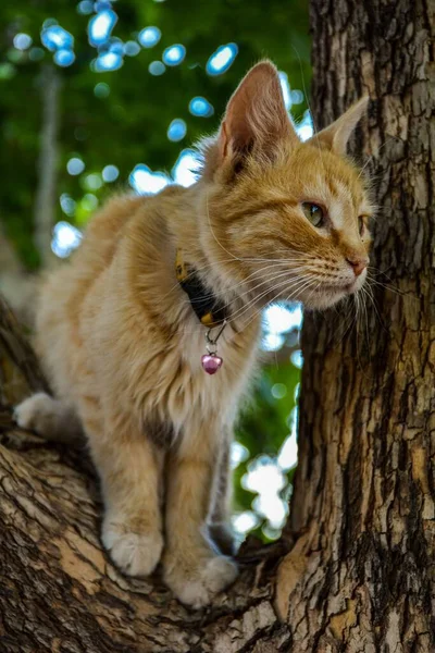 Närbild Gul Katt Ett Träd — Stockfoto