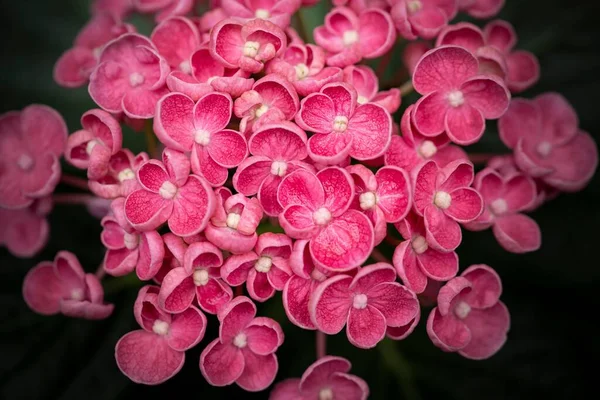 Eine Nahaufnahme Von Blühenden Leuchtend Rosa Hortensien Hovaria Blüten — Stockfoto