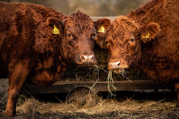Les Deux Vaches Brunes Mangent Herbe Sèche — Photo