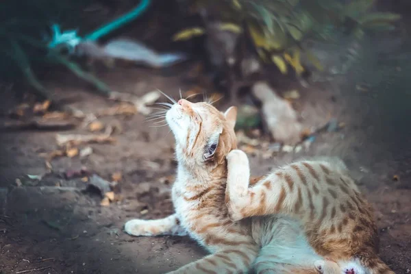 Egy Közeli Felvétel Egy Macskáról Amint Vakarja Magát — Stock Fotó