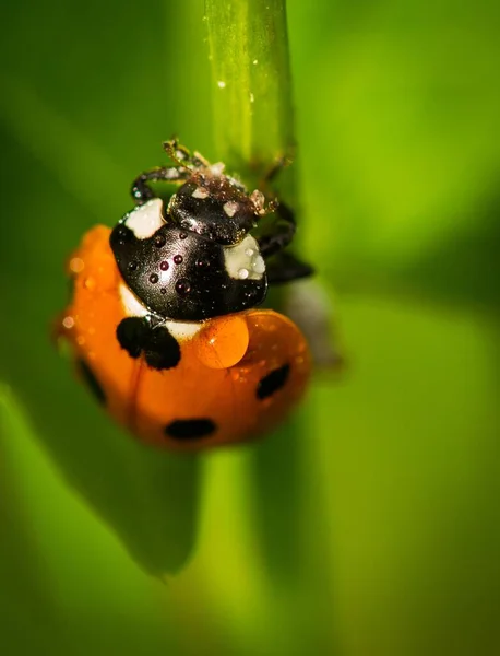 Close Seven Spot Ladybird Coccinella Septempunctata Covered Water Drops Green — Stock Photo, Image