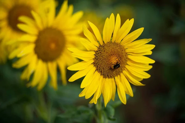 Closeup Shot Yellow Sunflowers Green Leaves Field Daylight — Stock Photo, Image
