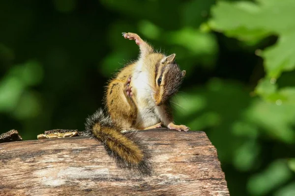 사랑스럽고 귀여운 다람쥐의 클로즈업 — 스톡 사진
