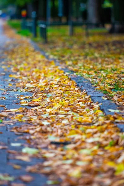 Eine Vertikale Aufnahme Der Herbstblätter Auf Der Straße Herbst — Stockfoto