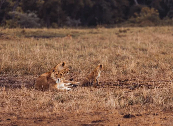 Ein Schöner Blick Auf Löwen Freier Wildbahn — Stockfoto