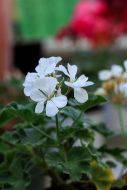 Beyaz sardunya çiçeklerinin dikey görüntüsü bir fidanlıkta sergileniyor..