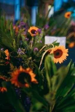 Bahçede güzel sarı taç yaprakları olan güzel ayçiçeklerinin dikey yakın çekimi