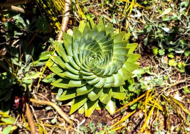 Bahçedeki sarmal bir aloe bitkisi
