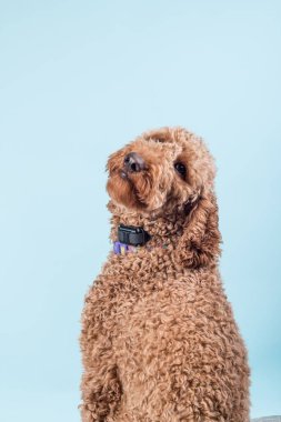 Açık mavi arka planda poz veren tüylü Labradoodle köpeğinin dikey yakın plan portresi