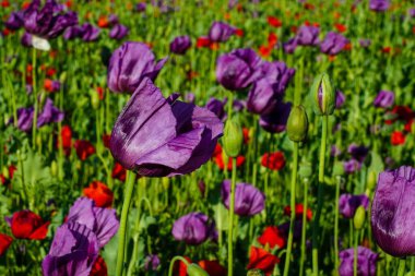 Çiçek tarlasında mor afyon gelincikleri (Papaver somniferum)