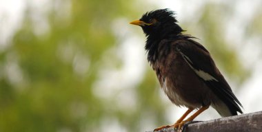 Yaygın bir Myna 'nın (Acridotheres tristis) ağaca tünemiş yakın çekimi