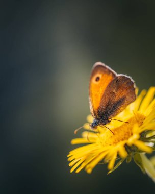 Bulanık arka planda sarı bir çiçeğin üzerinde güzel bir kelebeğin dikey görüntüsü