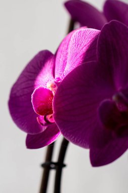 Mor orkidelerin dikey bir görüntüsü. İçerde, güneşin altında bulanık bir arkaplan ile büyüyorlar.