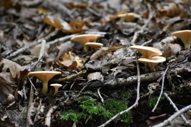 Sarcomyxa serotina mantarlarının yakın plan görüntüsü.