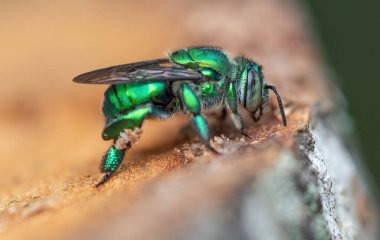 A macro shot of pure gold-green sweat bee (Augochlora pura) clipart