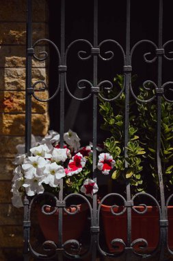 Siyah metal bir çitin arkasındaki süslemeler gibi beyaz petunya çiçeklerinin dikey çekimi