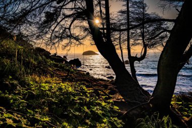 Altın gün batımında göl kenarındaki yeşilliklerle çevrili yalnız ağaç siluetinin güzel doğal manzarası.