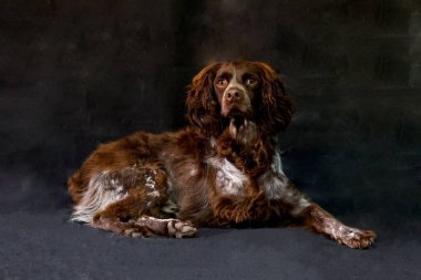 A closeup shot of a beautiful Boykin Spaniel clipart