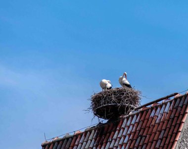 Leylek çifti çatıdaki yuvalarında düşük açılı bir çekim.