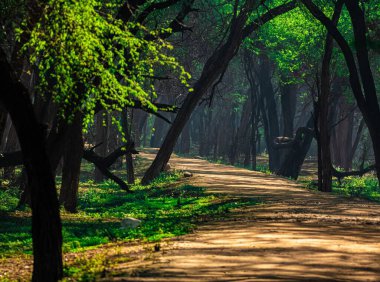 Ormanın içinden geçen güzel bir yol görüntüsü