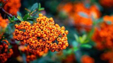 Bahçedeki turuncu ateş dikenli meyveler.