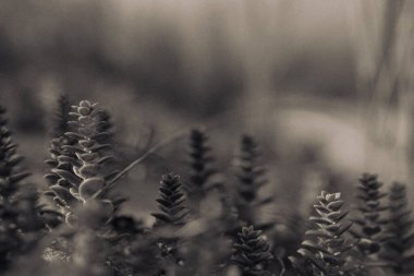 Bulanık arkaplanı olan bitkilerin gri tonlu bir görüntüsü..