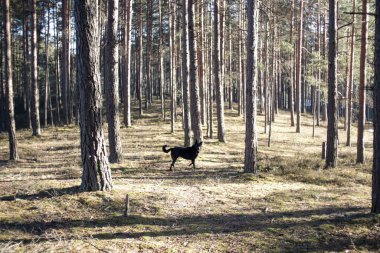 Ormanda siyah bir köpek