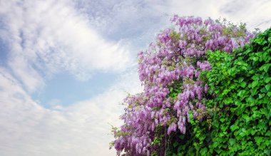 Mavi bulutlu arka planda yemyeşil yapraklı mor Wisteria çiçeklerinin düşük açılı çekimi