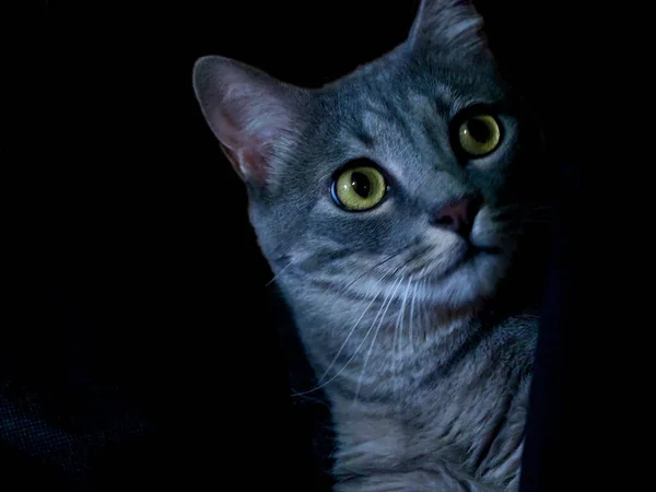 Μια Κοντινή Φωτογραφία Μιας Χαριτωμένης Γκρίζας Γάτας Στο Σκοτεινό Φόντο — Φωτογραφία Αρχείου