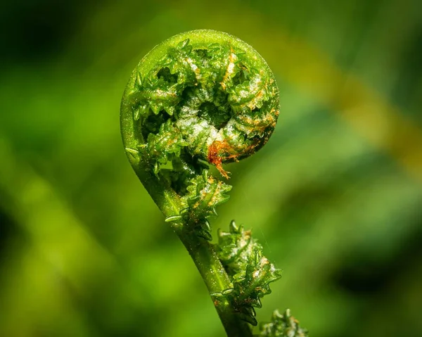 초록색 배경에 양치식물 — 스톡 사진