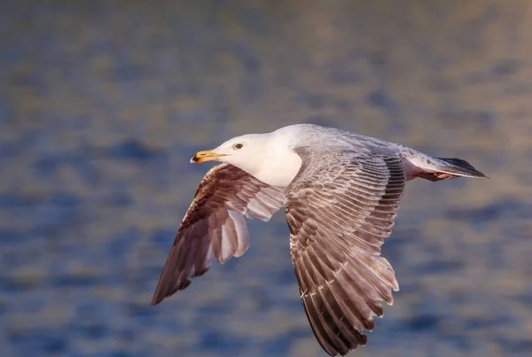 Closeup Seagull Flight Sea Blur Background — Stock Photo, Image
