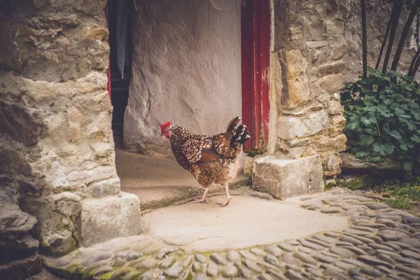 Taş Binanın Yanında Duran Bir Tavuk — Stok fotoğraf