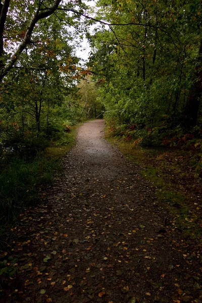 森林里的一条潮湿的道路被树木环绕 地面上的树叶凋零 令人叹为观止 — 图库照片