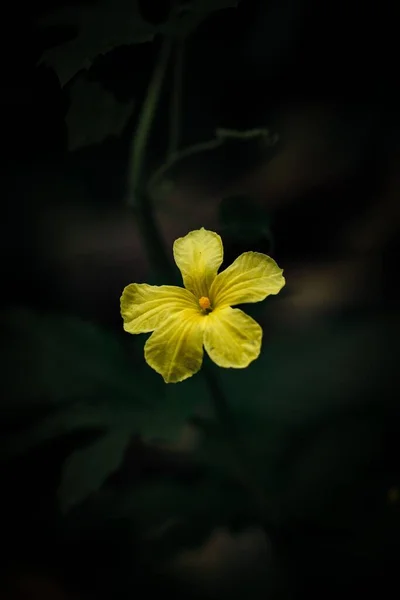 Eine Vertikale Aufnahme Einer Luffa Operculata Blume Die Auf Einem — Stockfoto