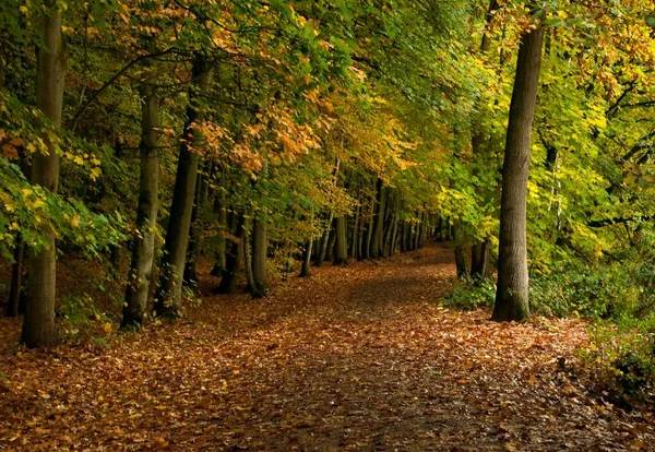 秋の森の小道の美しい景色 — ストック写真