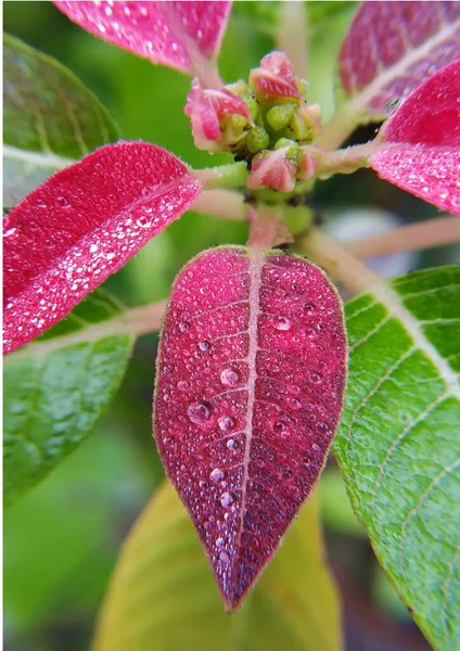 Eine Vertikale Nahaufnahme Der Roten Blätter Einer Pflanze Die Mit — Stockfoto
