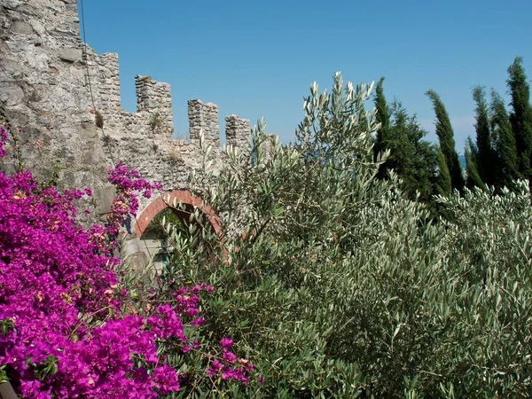 Kamienna Ściana Starej Fortecy Zielonym Krzakiem Purpurowymi Kwiatami Słoneczny Dzień — Zdjęcie stockowe