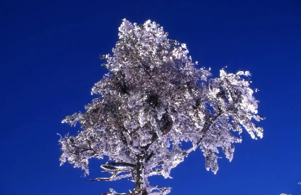 Ένα Λευκό Δέντρο Ενάντια Έναν Καταγάλανο Ουρανό — Φωτογραφία Αρχείου