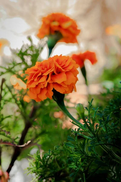 Bir Fidanlıkta Sergilenen Portakal Kadife Çiçeklerinin Dikey Çekimi — Stok fotoğraf