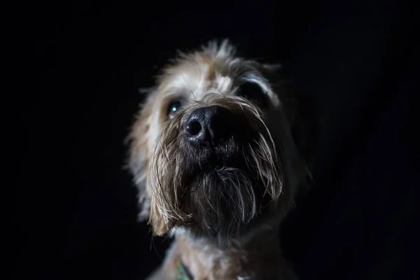 Een Close Portret Van Wheaten Terrier Met Zachte Coating Zwarte — Stockfoto