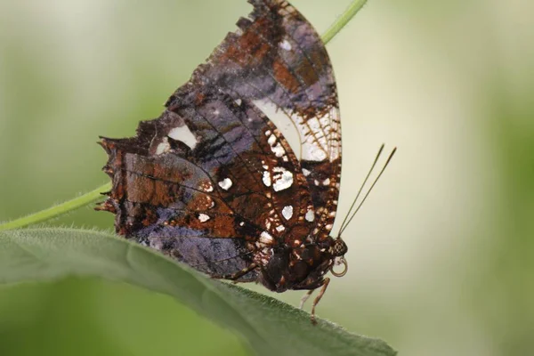 一种生活在植物叶子上的新热带双足蝴蝶 阿纳尼尼 — 图库照片