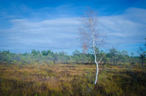Uma Árvore Sem Folhas Uma Bela Paisagem Verde Com Céu — Fotografia de Stock