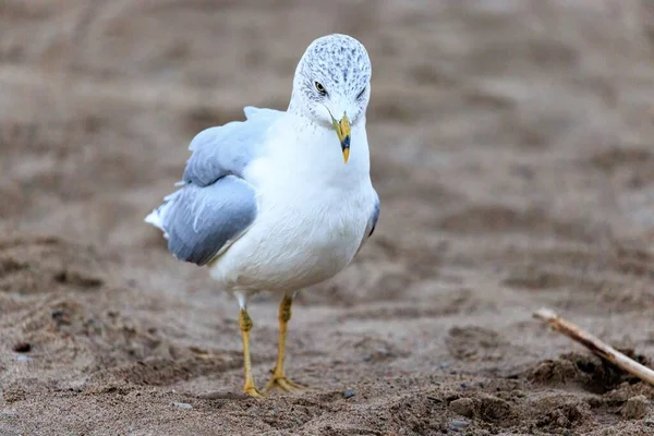 Closeup Beautiful Seagull Sandy Shore — Stock Photo, Image